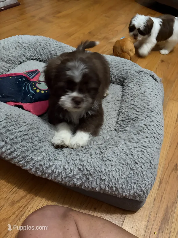 Miles – Shih Tzu puppy for sale in Asheboro, NC