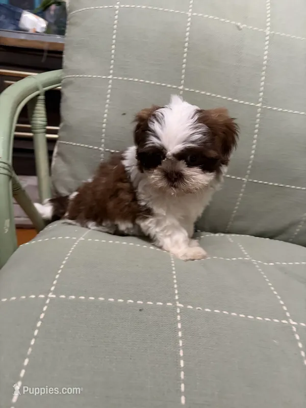Maggie Mae – Shih Tzu puppy for sale in Asheboro, NC