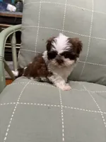 Maggie Mae, a female Shih Tzu for sale in Asheboro, NC – 1 of 5