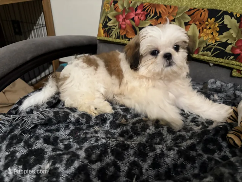 Meadow – Shih Tzu puppy for sale in Asheboro, NC