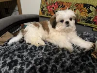 Meadow, a female Shih Tzu for sale in Asheboro, NC – 1 of 4