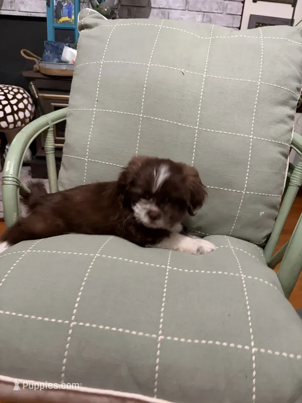 Miles – Shih Tzu puppy for sale in Asheboro, NC