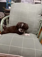 Miles, a male Shih Tzu for sale in Asheboro, NC – 4 of 5