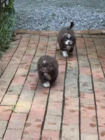 Jennings, a male Shih Tzu for sale in Asheboro, NC – 2 of 5