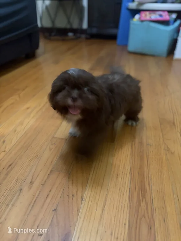 Jennings – Shih Tzu puppy for sale in Asheboro, NC