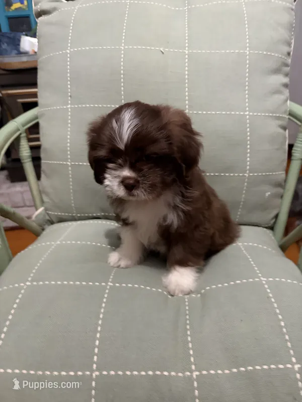 Miles – Shih Tzu puppy for sale in Asheboro, NC