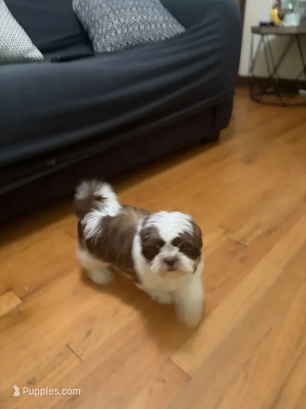 Maggie Mae – Shih Tzu puppy for sale in Asheboro, NC