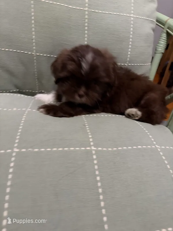 Jennings – Shih Tzu puppy for sale in Asheboro, NC