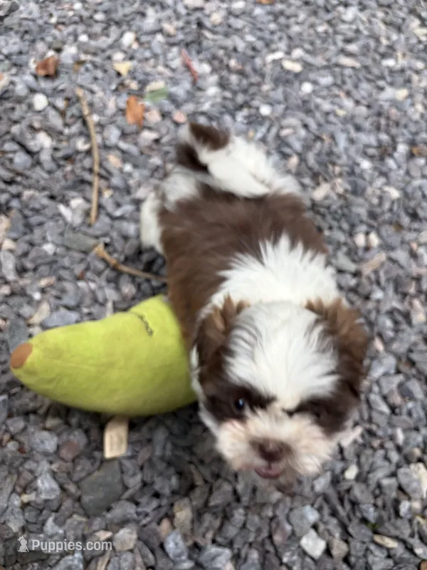 Corby – Shih Tzu puppy for sale in Asheboro, NC