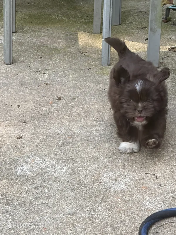 Jennings – Shih Tzu puppy for sale in Asheboro, NC