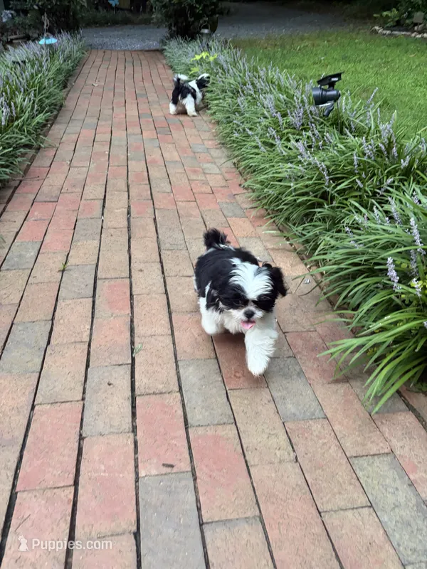 Mae Mae – Shih Tzu puppy for sale in Asheboro, NC