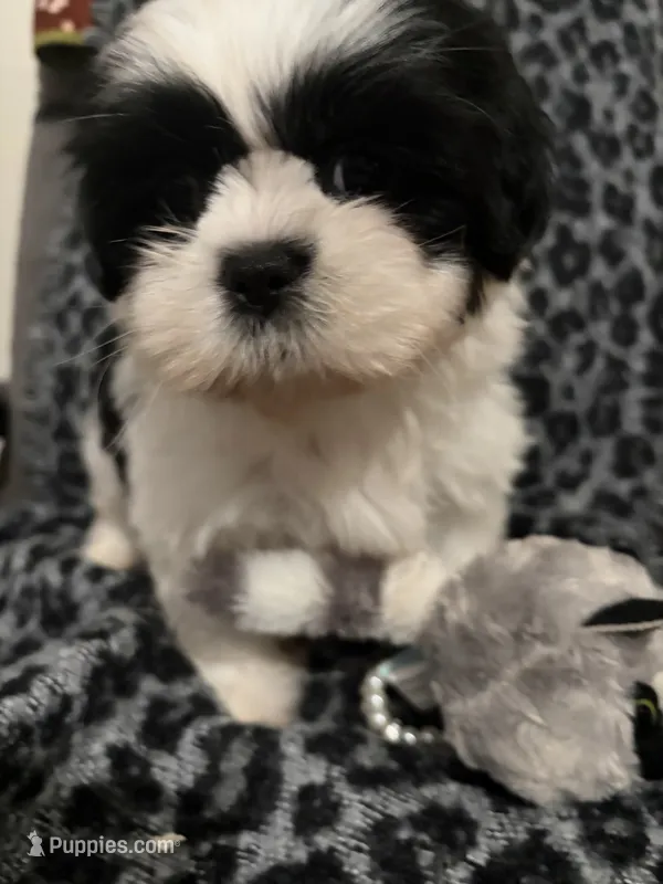 Ella – Shih Tzu puppy for sale in Asheboro, NC