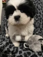 Ella, a female Shih Tzu for sale in Asheboro, NC – 4 of 5