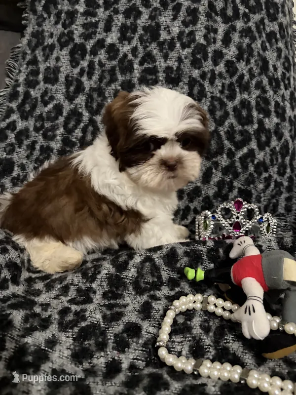 Maggie Mae – Shih Tzu puppy for sale in Asheboro, NC