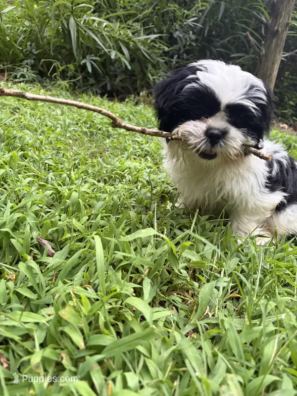 Mae Mae – Shih Tzu puppy for sale in Asheboro, NC