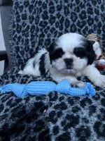 Sutton, a male Shih Tzu for sale in Asheboro, NC – 2 of 4