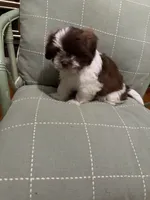 Corby, a male Shih Tzu for sale in Asheboro, NC – 5 of 5
