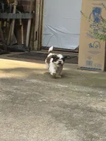 Corby, a male Shih Tzu for sale in Asheboro, NC – 3 of 5