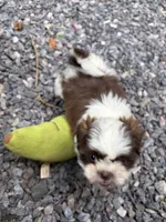 Maggie Mae, a female Shih Tzu for sale in Asheboro, NC – 3 of 5