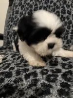Ella, a female Shih Tzu for sale in Asheboro, NC – 3 of 5