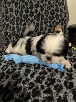 Sutton, a male Shih Tzu for sale in Asheboro, NC – 3 of 4