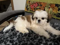 Meadow, a female Shih Tzu for sale in Asheboro, NC – 4 of 4