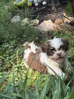 Maggie Mae, a female Shih Tzu for sale in Asheboro, NC – 2 of 5