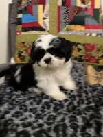 Mae Mae, a female Shih Tzu for sale in Asheboro, NC – 2 of 2