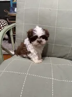 Maggie Mae, a female Shih Tzu for sale in Asheboro, NC – 5 of 5