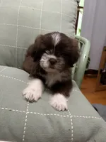 Miles, a male Shih Tzu for sale in Asheboro, NC – 3 of 5