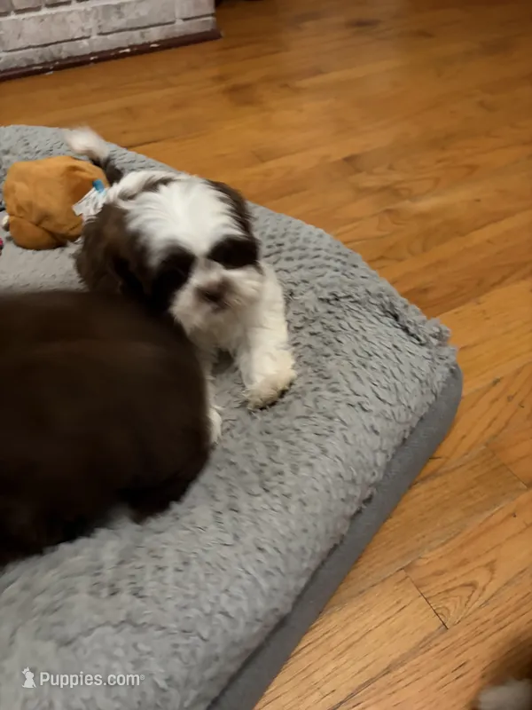 Maggie Mae – Shih Tzu puppy for sale in Asheboro, NC