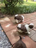 Maggie Mae, a female Shih Tzu for sale in Asheboro, NC – 4 of 5