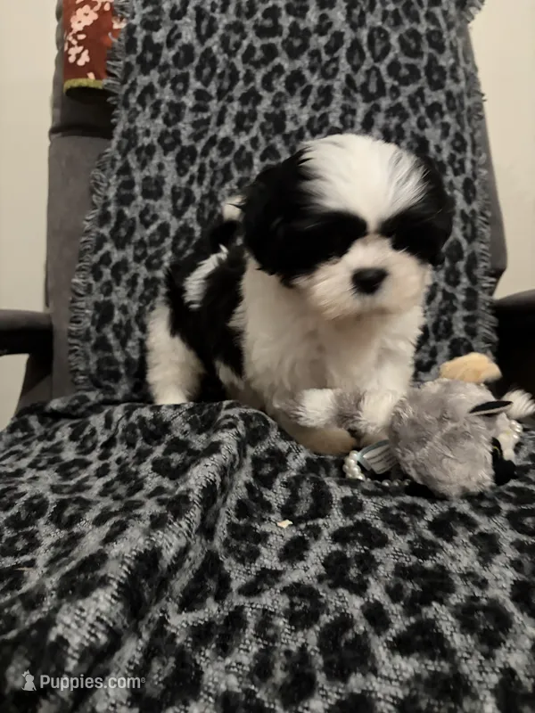 Ella – Shih Tzu puppy for sale in Asheboro, NC
