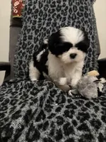 Ella, a female Shih Tzu for sale in Asheboro, NC – 1 of 5