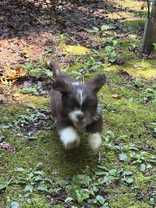 Miles – Shih Tzu puppy for sale in Asheboro, NC