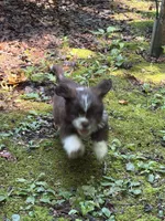 Miles, a male Shih Tzu for sale in Asheboro, NC – 5 of 5