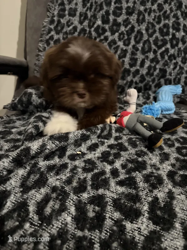 Jennings – Shih Tzu puppy for sale in Asheboro, NC