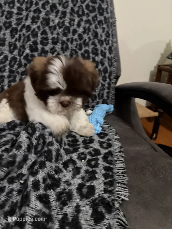 Corby – Shih Tzu puppy for sale in Asheboro, NC