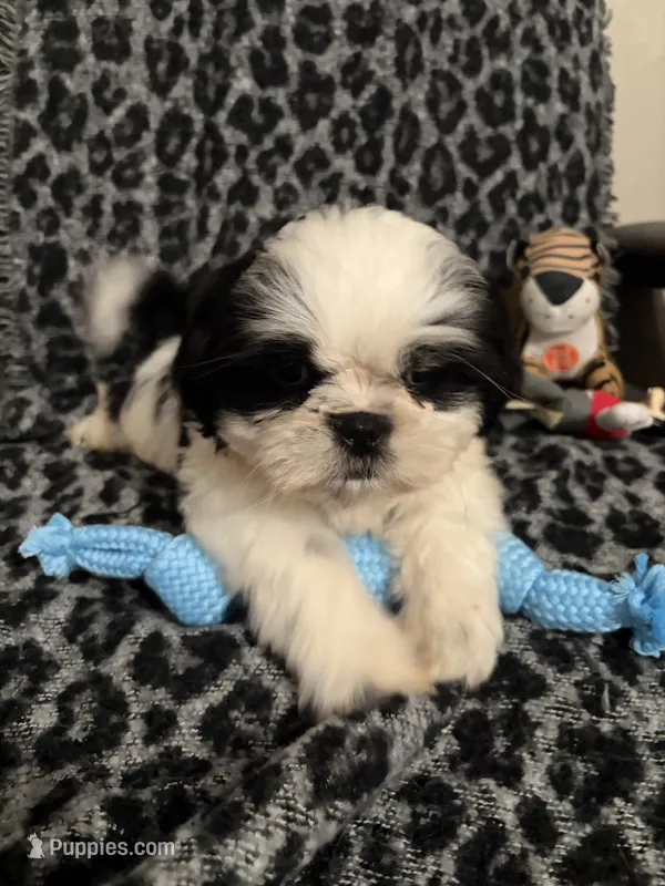 Sutton – Shih Tzu puppy for sale in Asheboro, NC