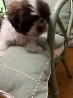Corby, a male Shih Tzu for sale in Asheboro, NC – 1 of 5