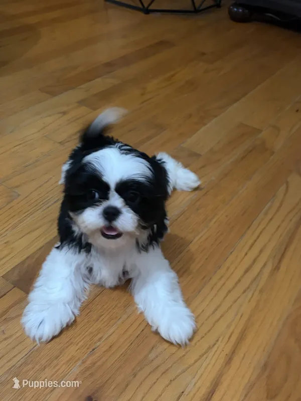 Ella – Shih Tzu puppy for sale in Asheboro, NC