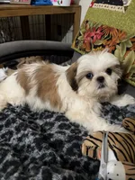 Meadow, a female Shih Tzu for sale in Asheboro, NC – 3 of 4