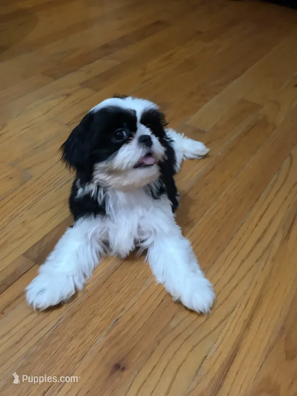 Ella – Shih Tzu puppy for sale in Asheboro, NC