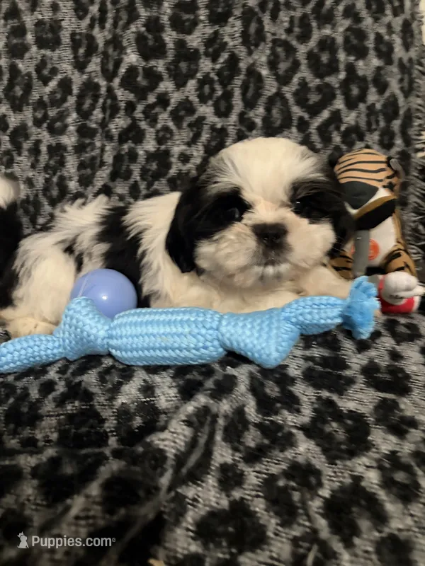 Sutton – Shih Tzu puppy for sale in Asheboro, NC