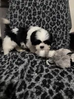 Ella, a female Shih Tzu for sale in Asheboro, NC – 5 of 5