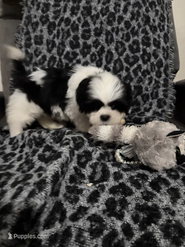 Ella – Shih Tzu puppy for sale in Asheboro, NC