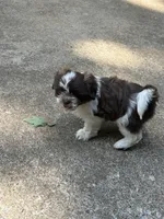 Corby, a male Shih Tzu for sale in Asheboro, NC – 4 of 5