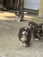 Miles, a male Shih Tzu for sale in Asheboro, NC – 2 of 5