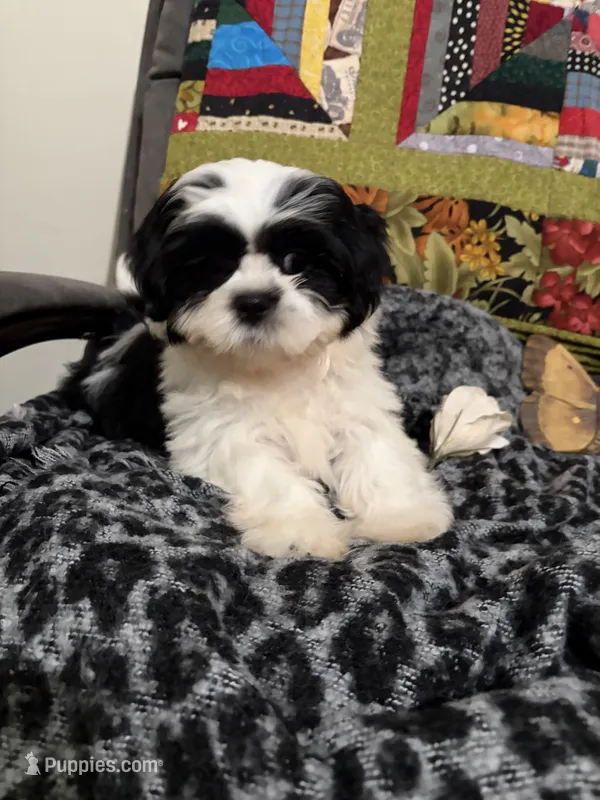 Mae Mae – Shih Tzu puppy for sale in Asheboro, NC