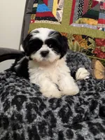 Mae Mae, a female Shih Tzu for sale in Asheboro, NC – 1 of 2